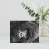 Carte Postale Face de Gorilla BW (Debout devant)