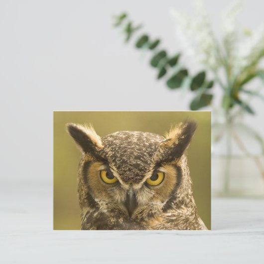 Carte Postale Face de hibou (Debout devant)