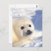 Carte Postale Face de joint (Devant / Derrière)