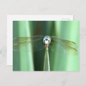 Carte Postale Face de libellule vers le haut (Devant / Derrière)