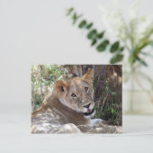 Carte Postale face de lion (Debout devant)