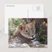 Carte Postale face de lion (Devant / Derrière)
