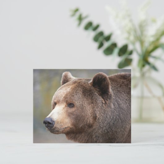 Carte Postale Face de l'ours (Debout devant)
