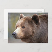Carte Postale Face de l'ours (Devant / Derrière)