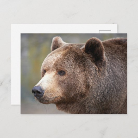 Carte Postale Face de l'ours (Devant / Derrière)