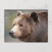Carte Postale Face de l'ours (Devant)