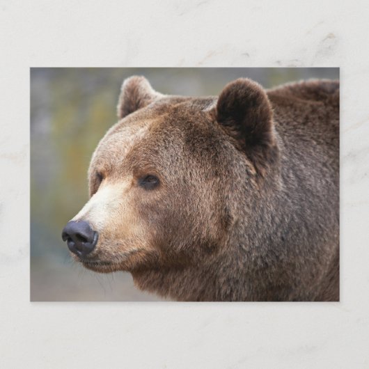 Carte Postale Face de l'ours (Devant)