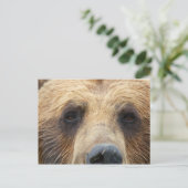 Carte Postale Face de l'ours Brown (Debout devant)