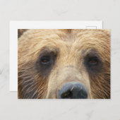 Carte Postale Face de l'ours Brown (Devant / Derrière)