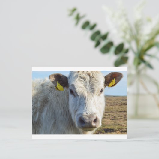 Carte Postale Face de vache (Debout devant)