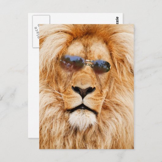 Carte Postale Face des Lions cool (Devant / Derrière)