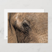 Carte Postale Face d'un éléphant (Devant / Derrière)
