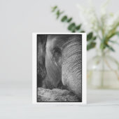 Carte postale Face Eléphant Asiatique (Debout devant)