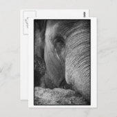 Carte postale Face Eléphant Asiatique (Devant / Derrière)