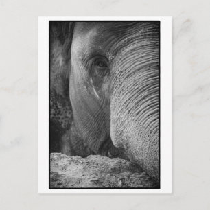 Carte postale Face Eléphant Asiatique