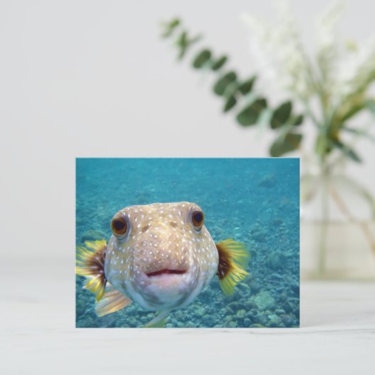 Carte Postale Face haute d'un Puffer Fish Arothron Hispidus (Debout devant)