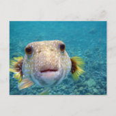 Carte Postale Face haute d'un Puffer Fish Arothron Hispidus (Devant)