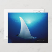 Carte Postale Face inférieure d'une raie manta (Devant / Derrière)