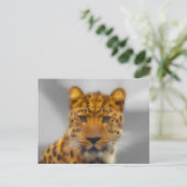 Carte Postale Face léopard (Debout devant)