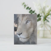 Carte postale face Lion (Debout devant)