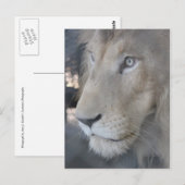 Carte postale face Lion (Devant / Derrière)