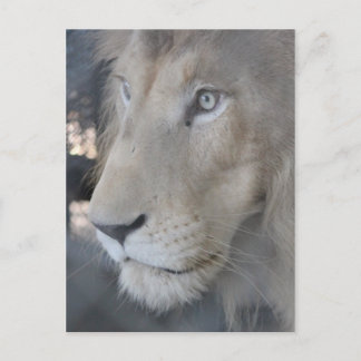 Carte postale face Lion