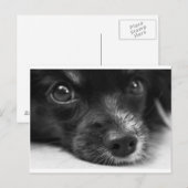 Carte Postale face papillon (Devant / Derrière)