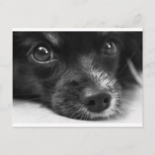 Carte Postale face papillon (Devant)