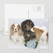 Carte Postale Faces Drôle Cavalier Roi Charles Espagnols (Devant / Derrière)