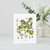 Carte Postale Fagus silvatica (hêtre) (Debout devant)