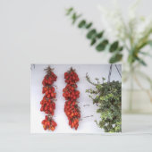 Carte Postale Faire des tomates séchées au soleil (Debout devant)