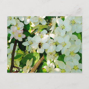 Carte Postale Faire du miel