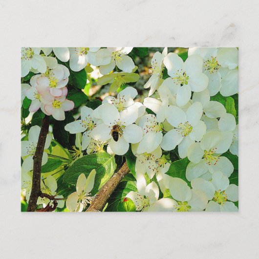 Carte Postale Faire du miel (Devant)