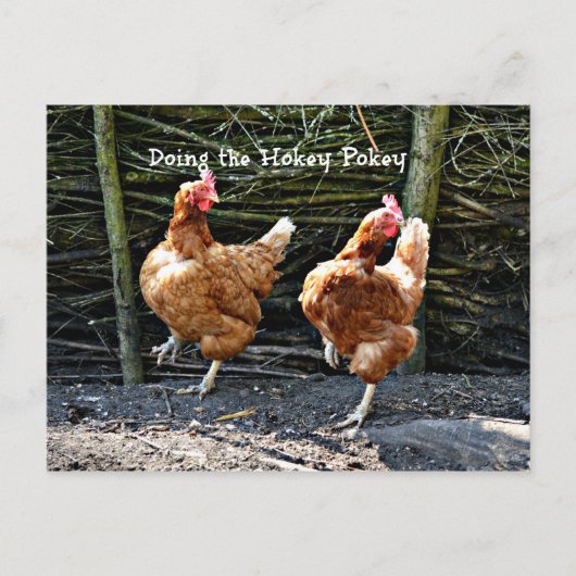 Carte Postale Faire le singe, les poulets de singe (Devant)
