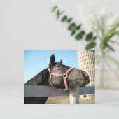 Carte Postale Faire les fous (Debout devant)
