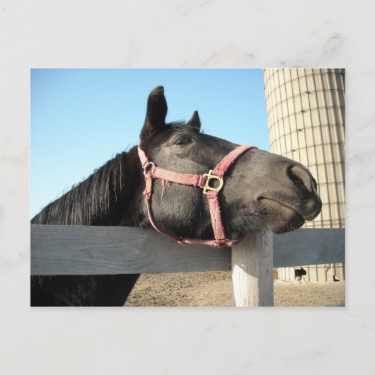Carte Postale Faire les fous (Devant)