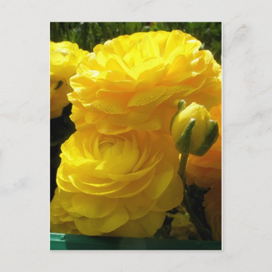 Carte Postale Faire mien jaune (Devant)