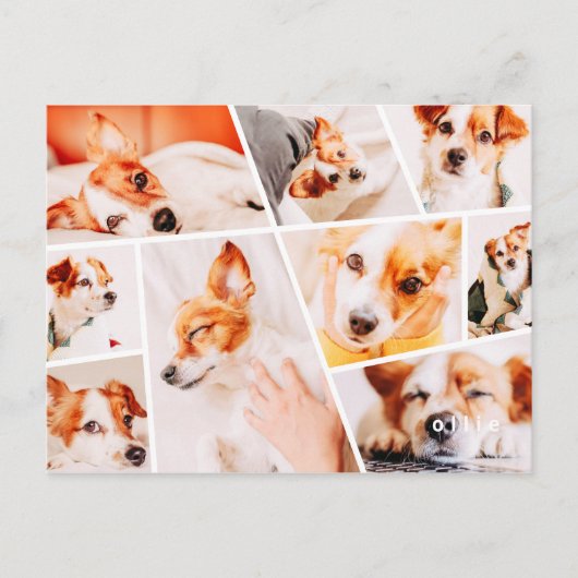 Carte Postale Faire-part Animaux domestiques Moderne Simple Personnalisé 9 (Devant)