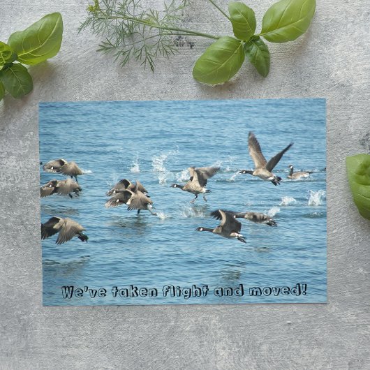 Carte Postale Faire-part Annonce de déménagement de volée d'oies