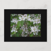 Carte Postale Faire-part Apple Blossom Enregistrer La Date (Dos)