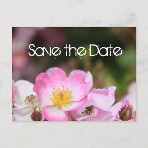 Carte Postale Faire-part belle rose sauvage fleur rose mariage enregistrer