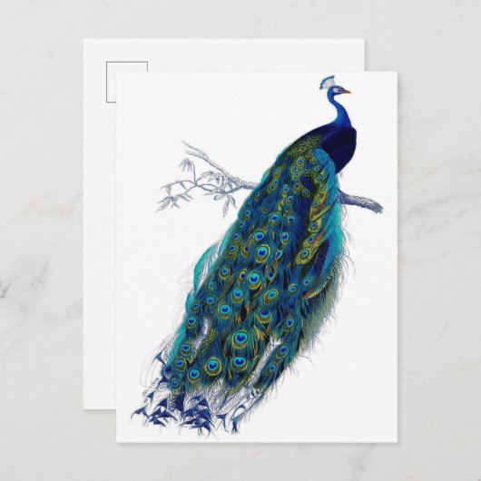 Carte Postale Faire-part Belles plumes de queue bleues d'oiseau de nature (Devant / Derrière)