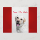 Carte Postale Faire-part Blanc Labrador (Devant)