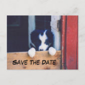 Carte Postale Faire-part Border Collie Dog Save The Date (Devant)