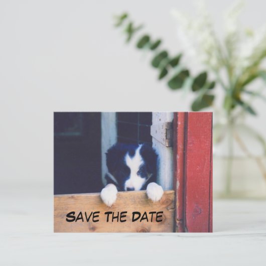 Carte Postale Faire-part Border Collie Dog Save The Date (Debout devant)