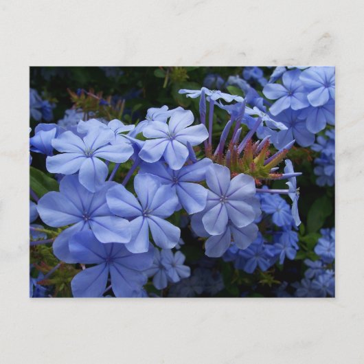 Carte Postale Faire-part Bouquet de Plumbago (Devant)