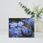 Carte Postale Faire-part Bouquet de Plumbago (Debout devant)