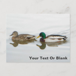Carte Postale Faire-part Canards colverts
