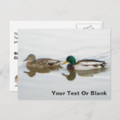 Carte Postale Faire-part Canards colverts (Devant / Derrière)