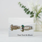 Carte Postale Faire-part Canards colverts (Debout devant)